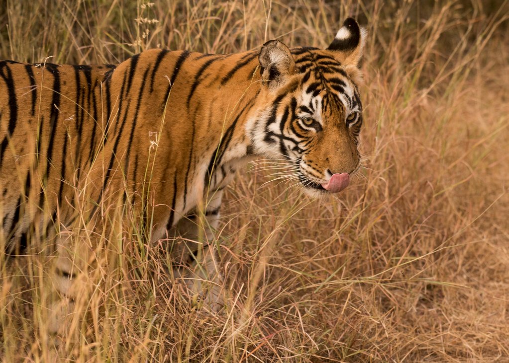 The Tiger: Solitary Apex Predator (image credits: flickr)