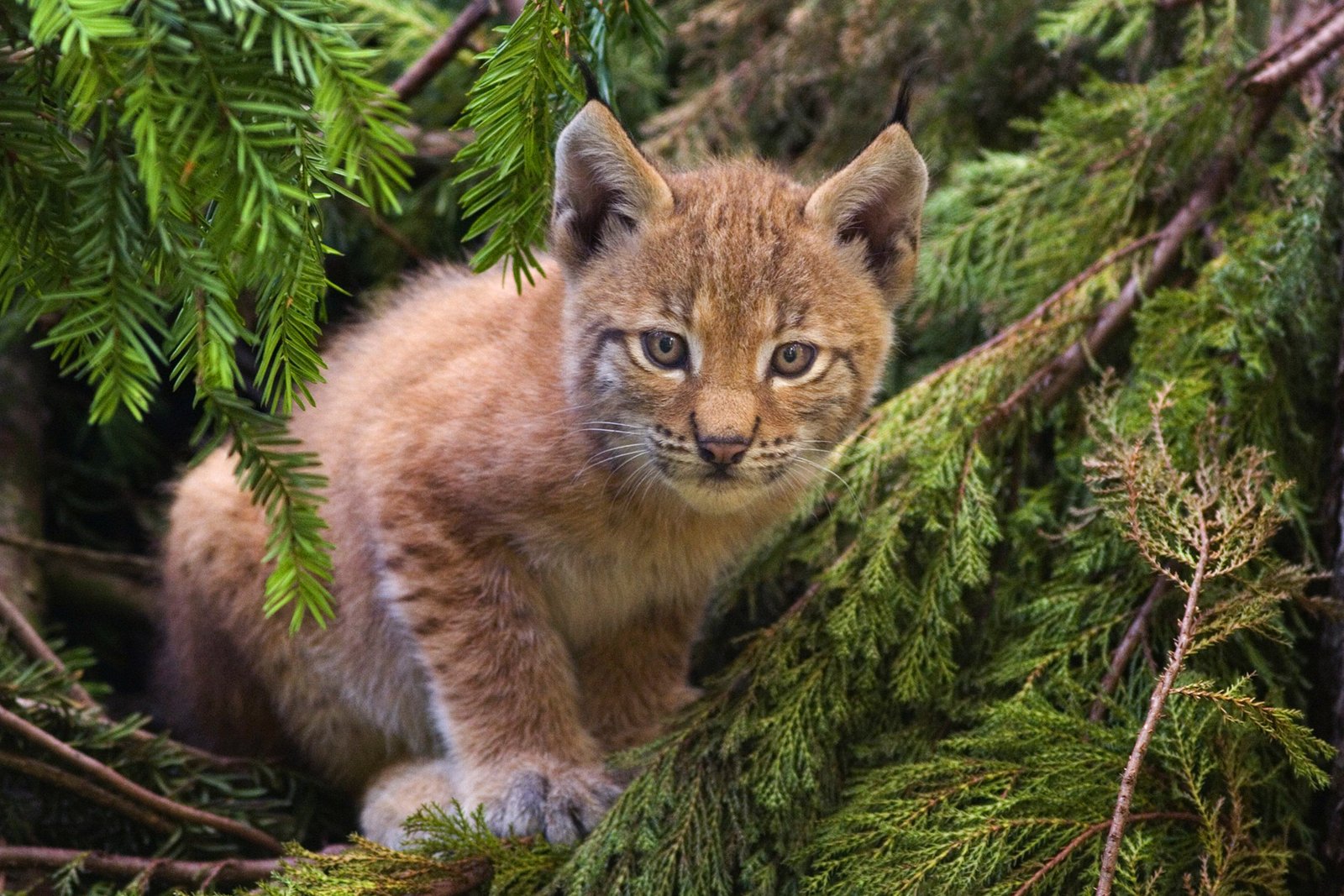 The Eurasian Lynx: Europe's Stealthy Hunter (image credits: wikimedia)