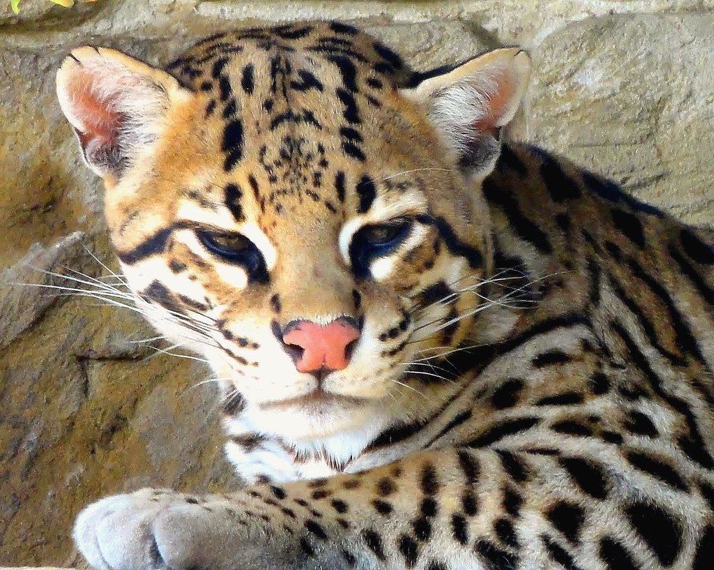 The Ocelot: Small Cat, Big Personality (image credits: flickr)