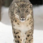 8 Big Cats That Hunt Alone by Choice