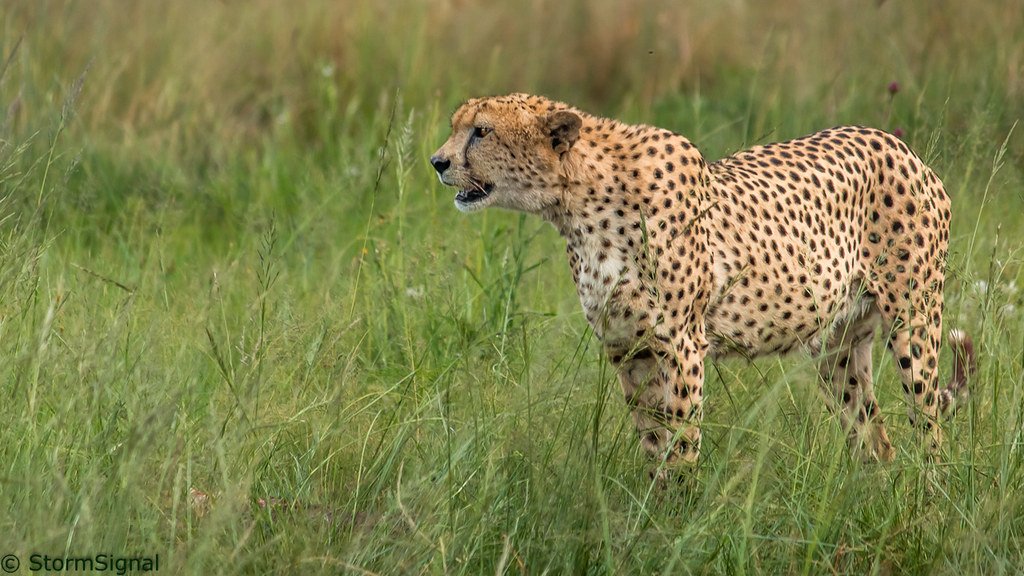 The Cheetah's Chirping Chat (image credits: flickr)