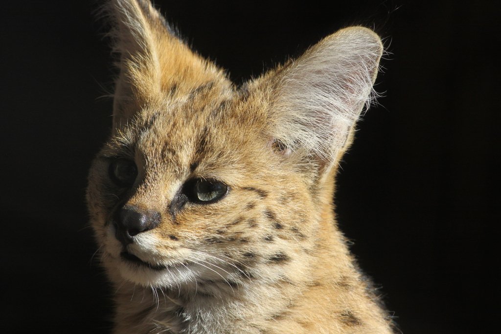 The Serval's Explosive Bark (image credits: wikimedia)