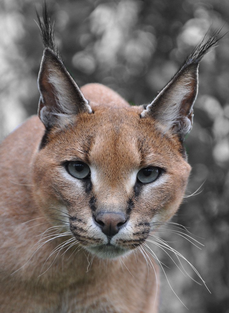 The Caracal's Silent Prowess (image credits: flickr)