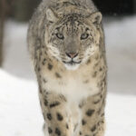 12 Big Cat Roars Ranked — From Bone-Rattling to Thunderous