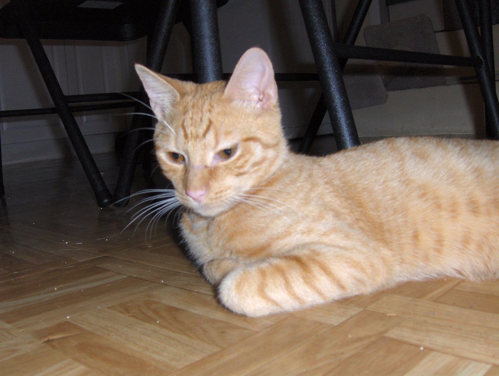 The Real Science Behind the Flop (image credits: flickr)