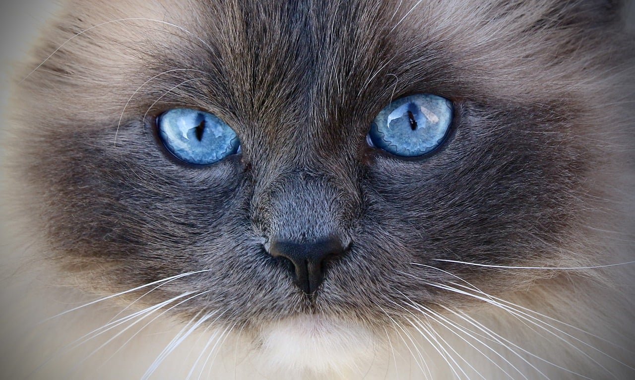 Not Every Ragdoll Actually Flops (image credits: pixabay)
