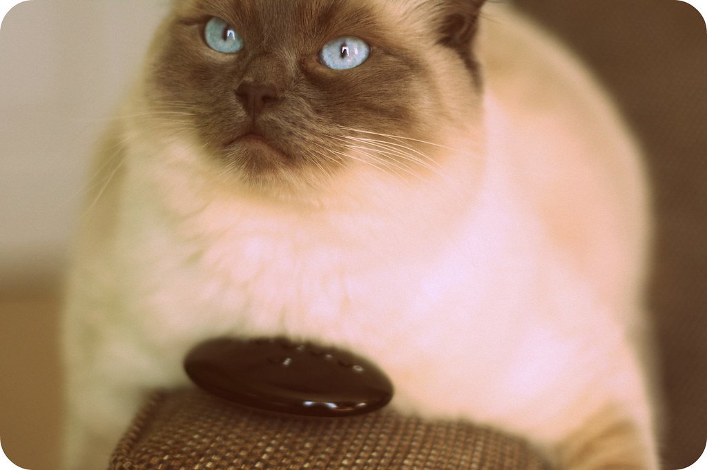 The Indoor Cat Connection (image credits: flickr)