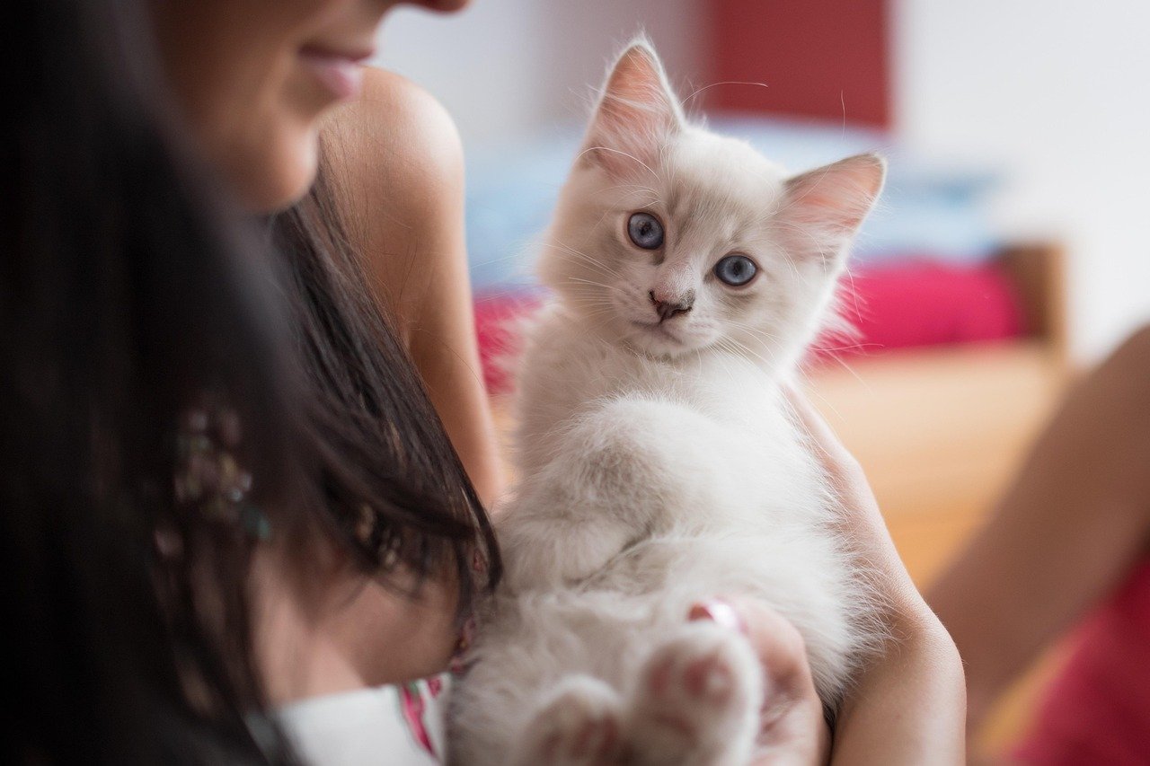 Training Owners, Not Cats (image credits: pixabay)
