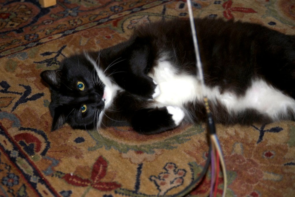 The Celebrity Cat Effect (image credits: flickr)