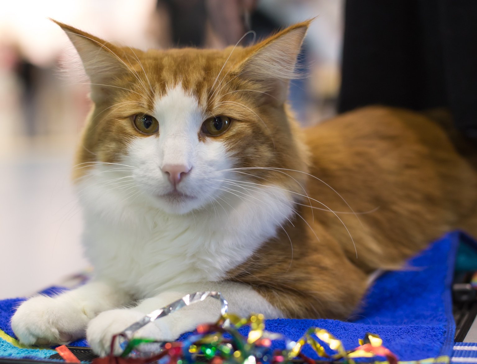 Norwegian Forest Cats: The Wilderness Handshake (image credits: wikimedia)