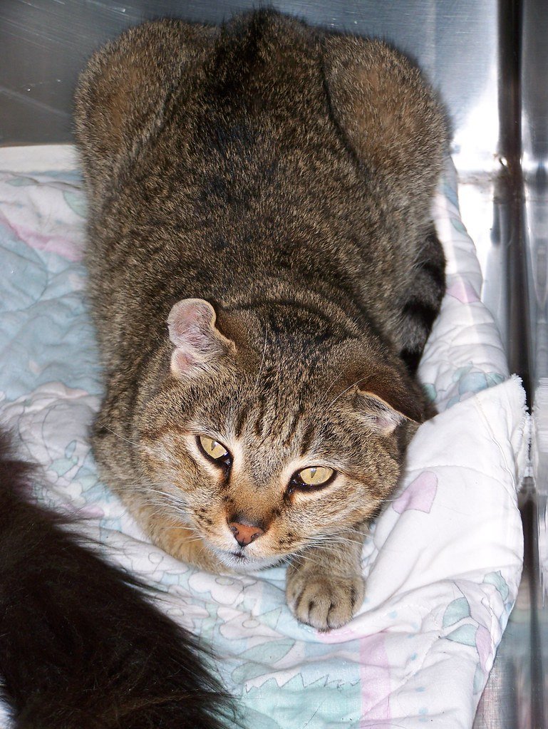 Scottish Fold's Curious Paw Inquiry (image credits: flickr)