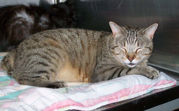 The Manx Cat's Tailless Paw Communication (image credits: flickr)