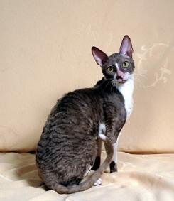 Cornish Rex: The Curly-Coated Paw Artist (image credits: wikimedia)