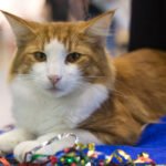 Do You Know Why Some Cats Greet You With a Paw Instead of a Meow?