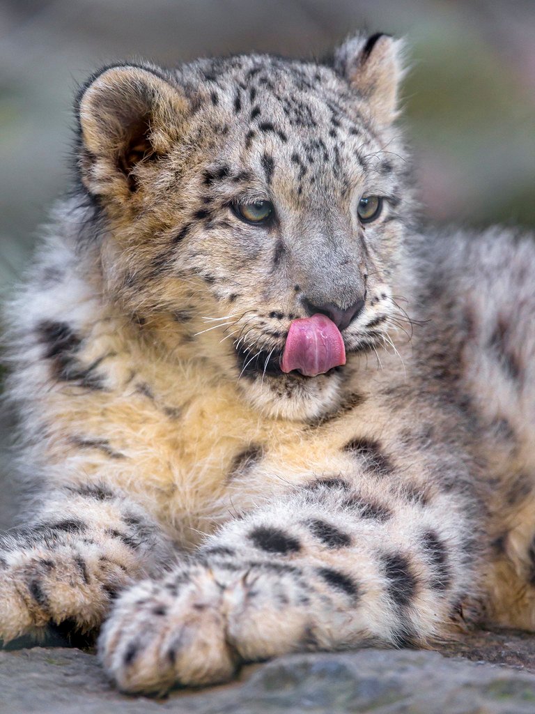 Paws Built for Silent Stalking (image credits: flickr)