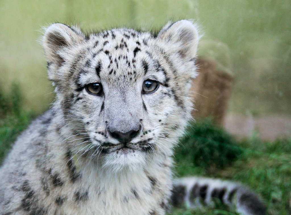Eyes That See Everything While Revealing Nothing (image credits: flickr)