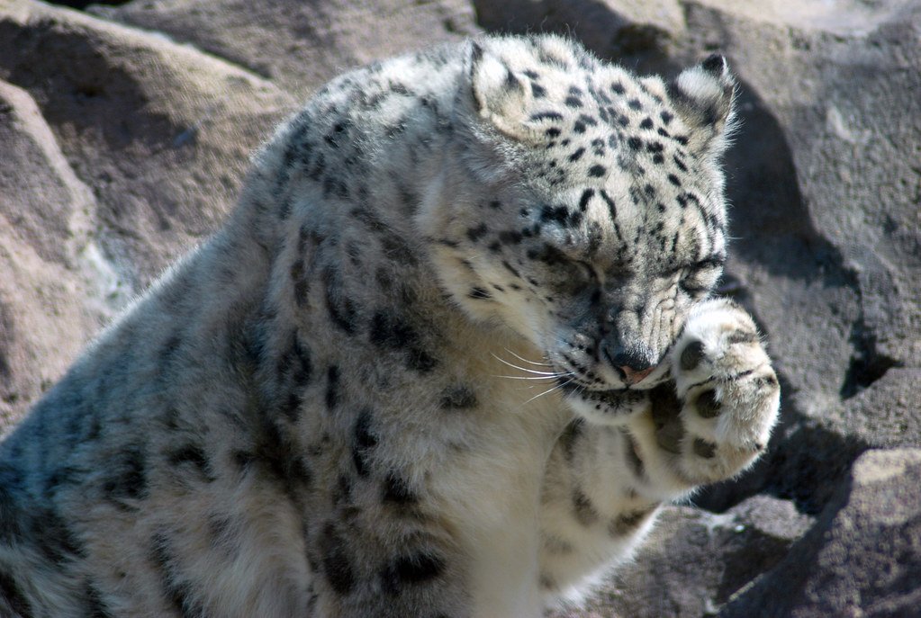 Breathing Thin Air Like It's Nothing (image credits: flickr)