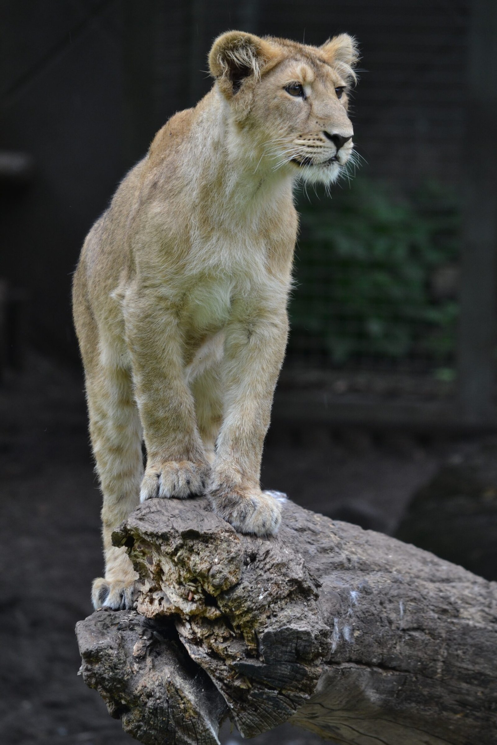 Hunting Strategies That Defy Detection (image credits: wikimedia)