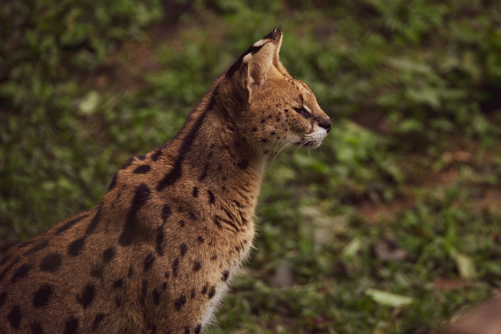 Technology's Ongoing Battle with Nature's Stealth Master (image credits: wikimedia)