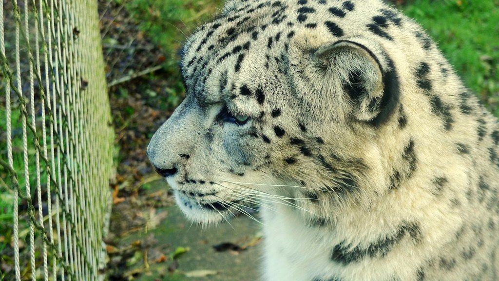 The Future of Studying Mountain Phantoms (image credits: flickr)