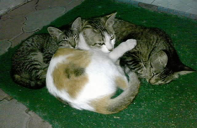 The Science Behind Feline Sleep Watching (image credits: flickr)