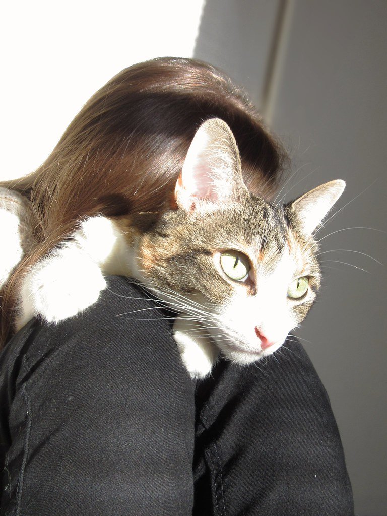 Embracing Your Feline Guardian (image credits: flickr)