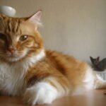 The Future of Breed Perception