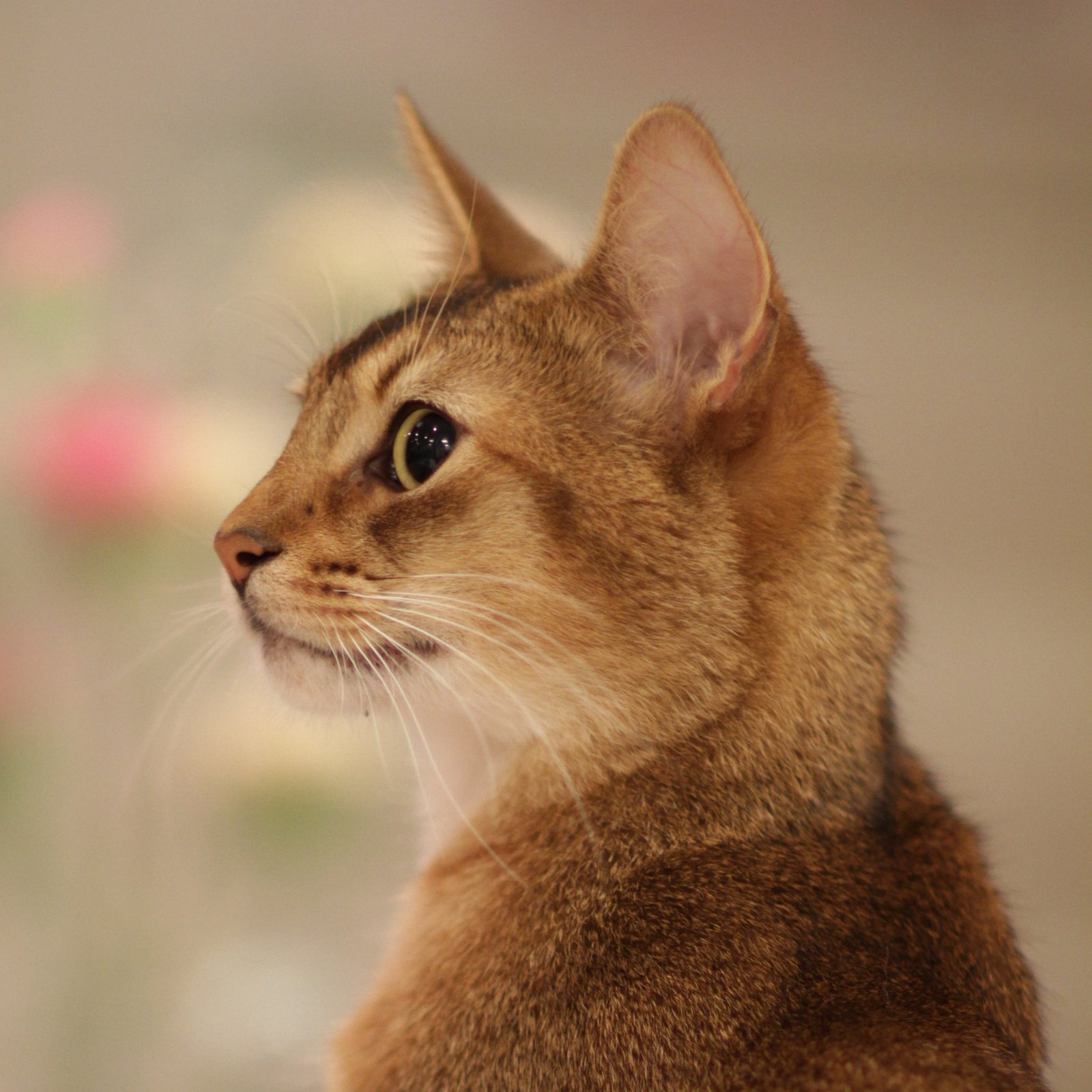The Abyssinian: The Curious Explorer (image credits: wikimedia)