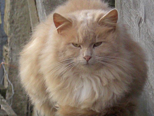The Ragamuffin: The Snuggle Master (image credits: wikimedia)
