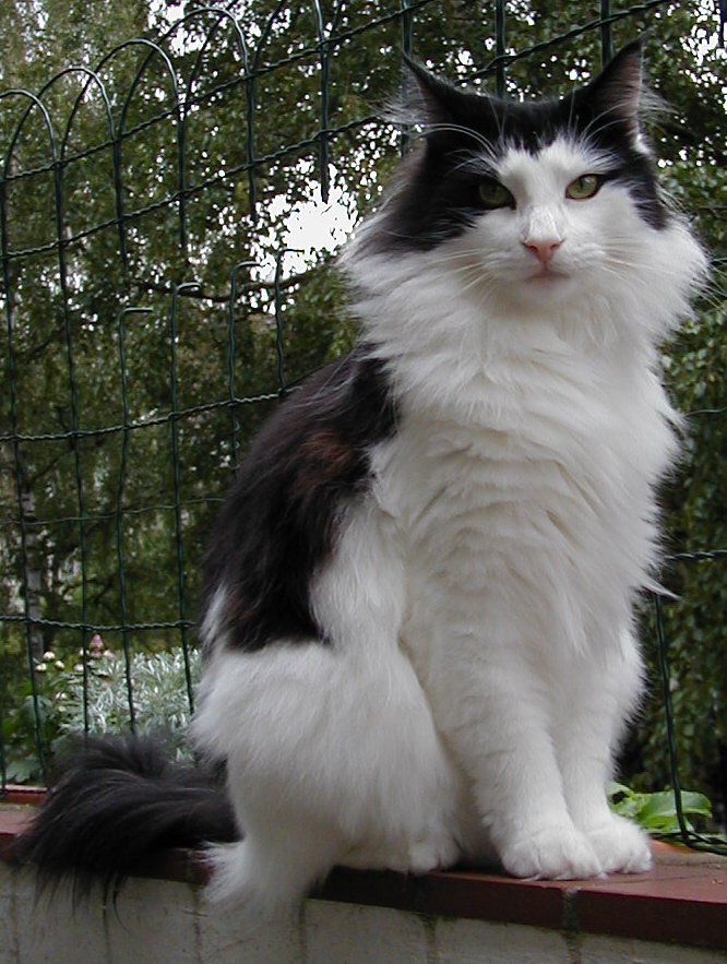 The Norwegian Forest Cat: The Mythical Gentle Giant (image credits: wikimedia)