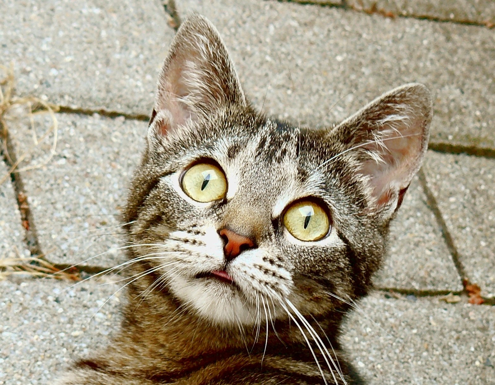 Wide-Eyed Surprise Face (image credits: wikimedia)