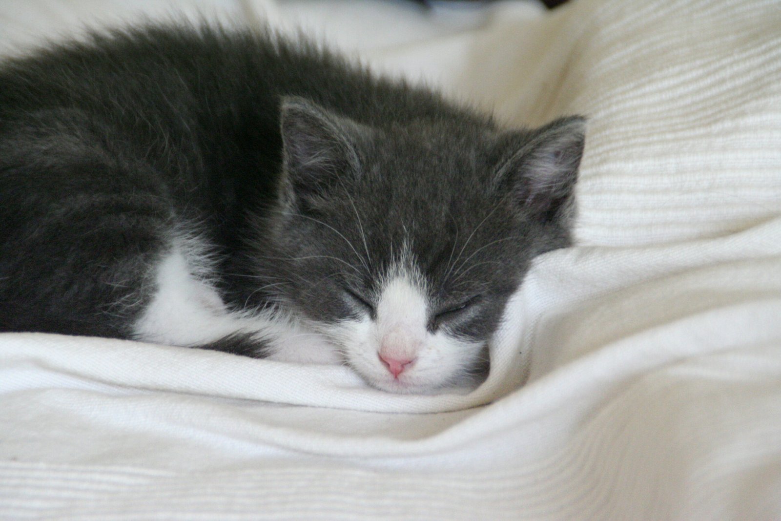 Sleeping in Odd Positions: Pretzel Naps (image credits: wikimedia)