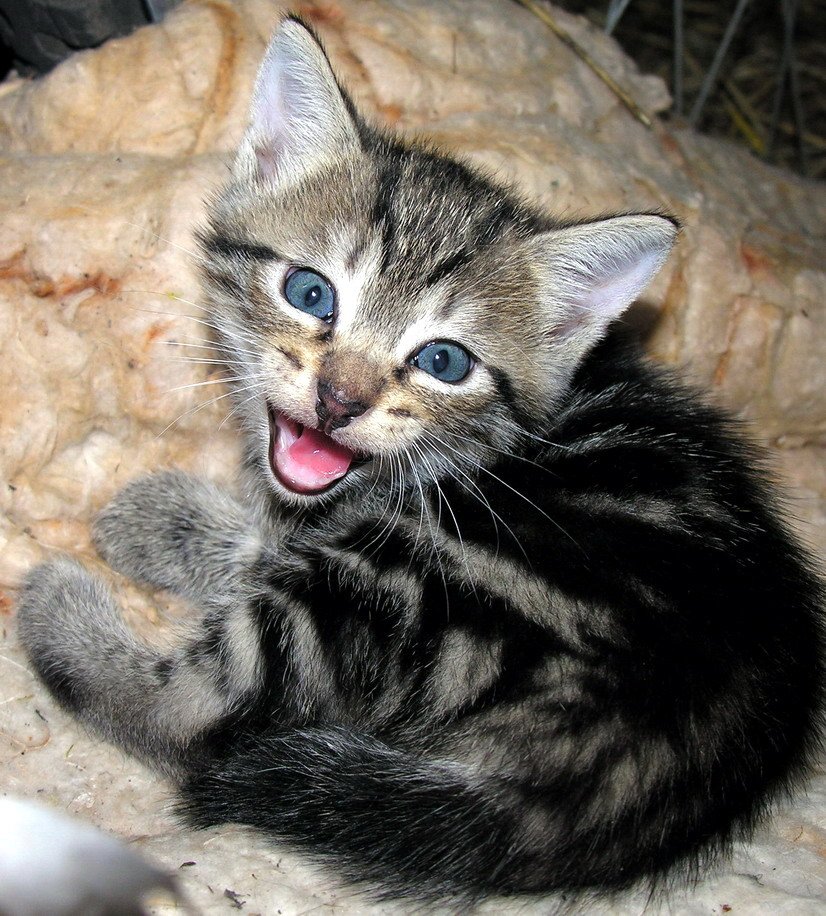 Meowing at Nothing: Invisible Conversations (image credits: wikimedia)