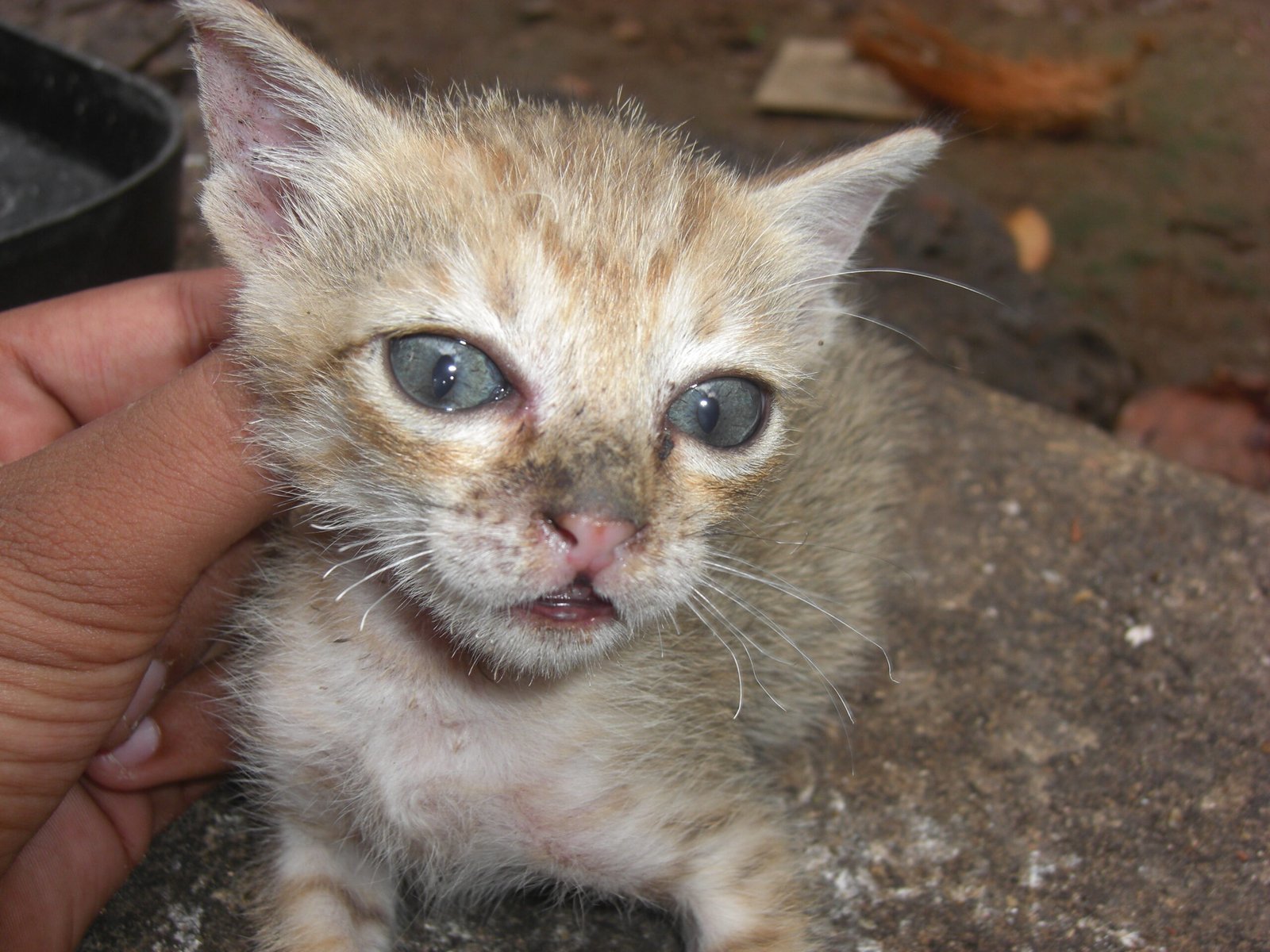 Feline Friendship Can Lower Loneliness (image credits: wikimedia)
