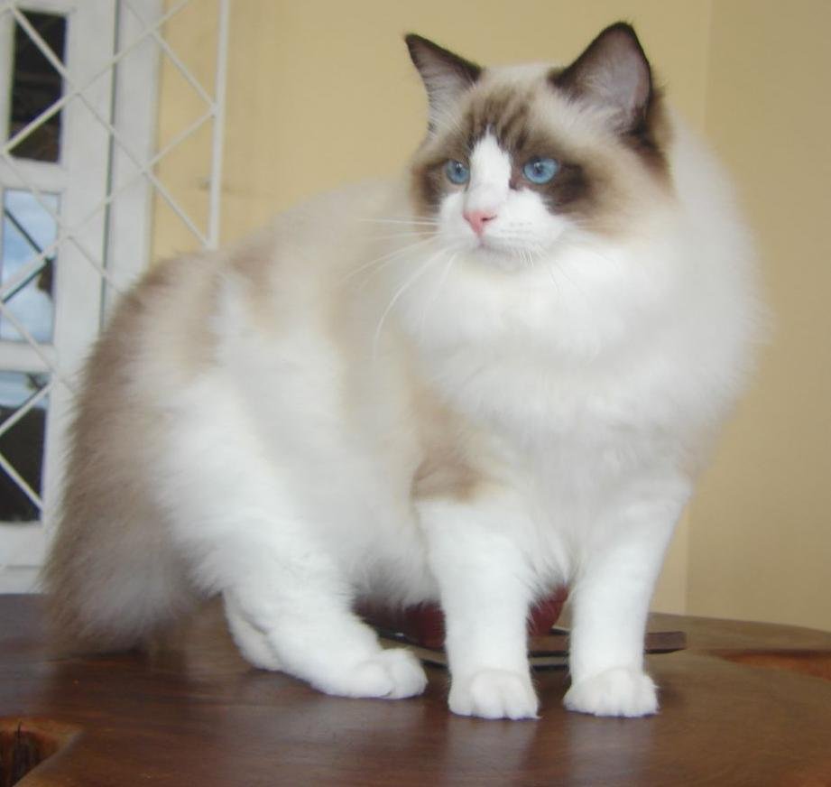 Ragdolls: Living Stuffed Animals Built for Cuddle Sessions (image credits: wikimedia)