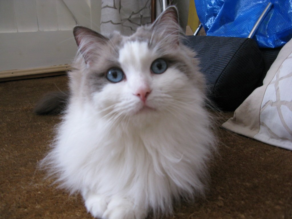 Choosing Your Perfect Velcro Companion (image credits: flickr)
