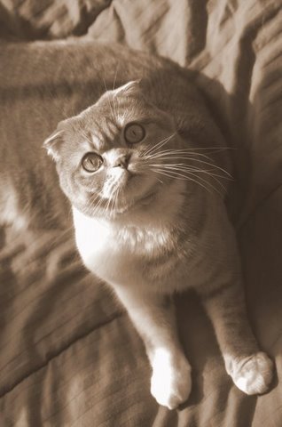 Scottish Fold: The Laid-Back Philosopher With Owl Ears (image credits: wikimedia)