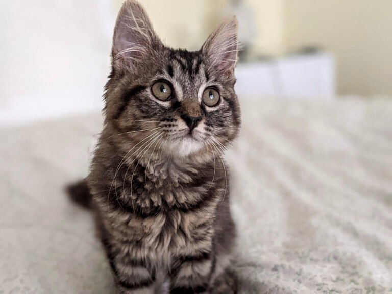 7 Ways Cats Show They're "Done" With a Person — Without Drama