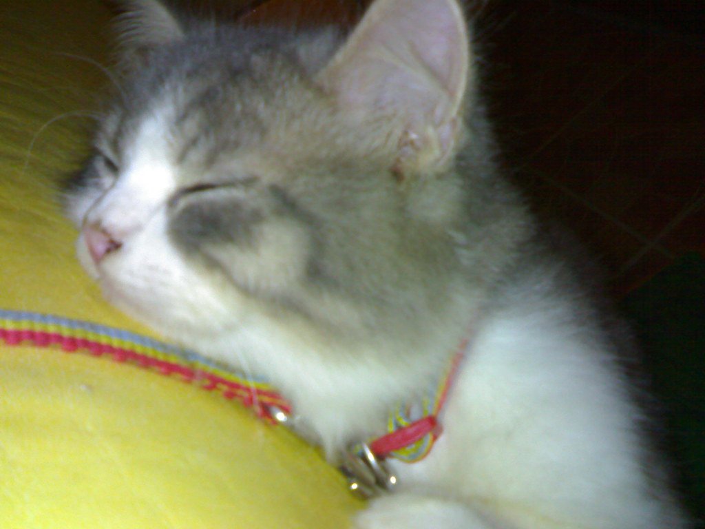 Persian: The Aristocrat Who Secretly Loves Being Spoiled by Kids (image credits: flickr)