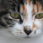 Clingy or Loyal? 7 Cat Breeds That'll Never Leave Your Side