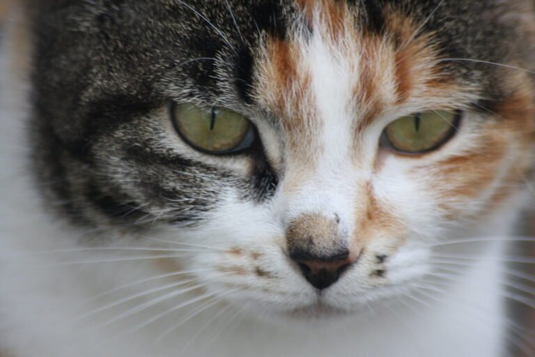 Clingy or Loyal? 7 Cat Breeds That'll Never Leave Your Side