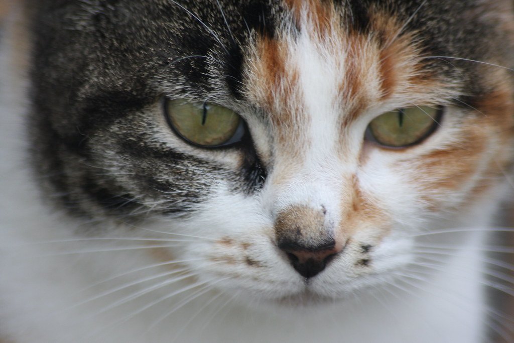 Clingy or Loyal? 7 Cat Breeds That'll Never Leave Your Side