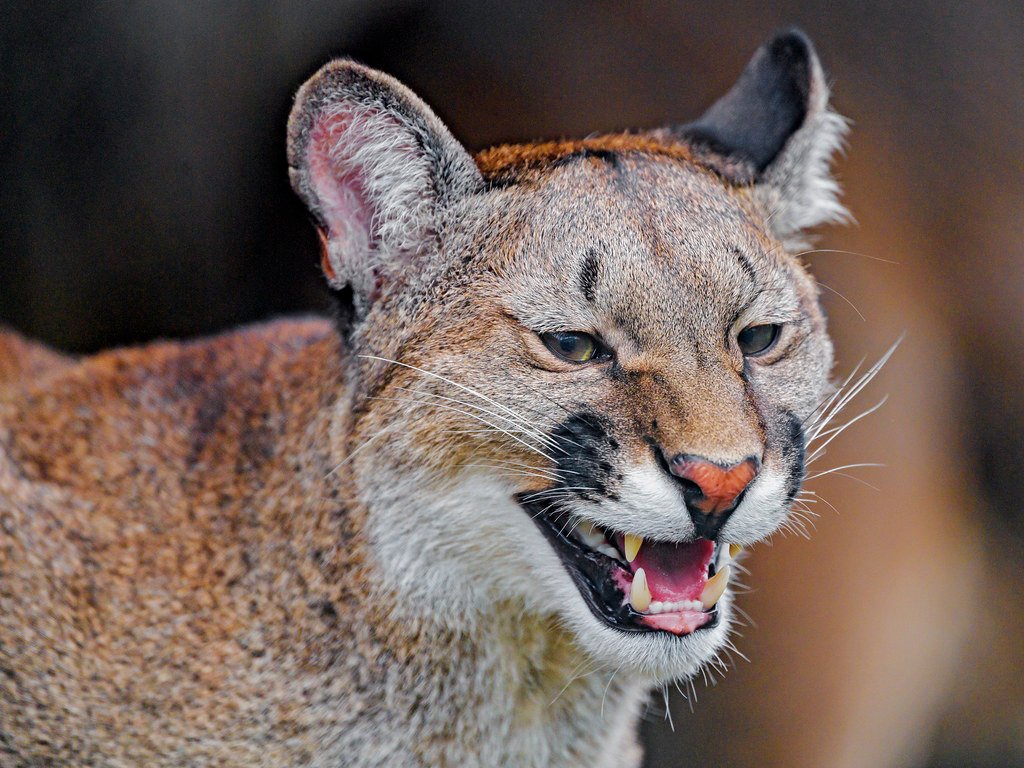 The Cougar Who Changed His Tune (image credits: flickr)