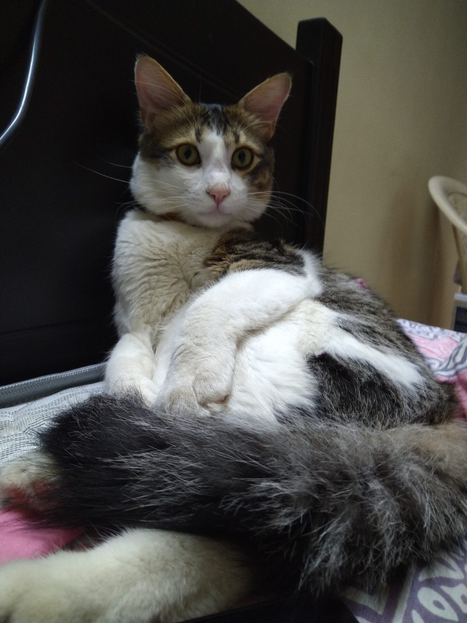 Turkish Angora: The Elegant Acrobat Who Turns Your Home Into a Playground (image credits: wikimedia)