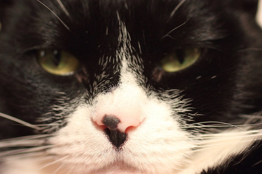 Making Eye Contact and Holding Your Gaze (image credits: flickr)