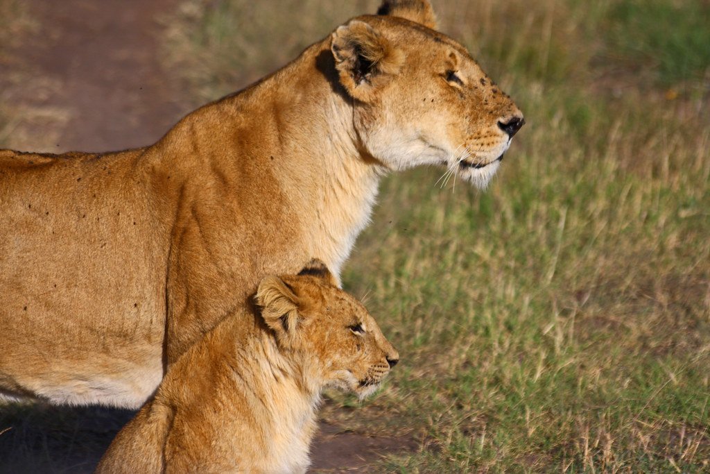 The Lioness Test (image credits: flickr)