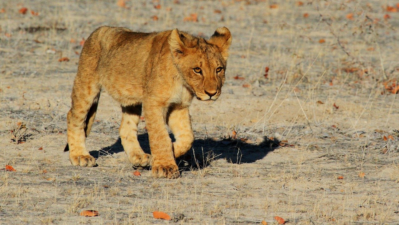 Paternal Instincts Emerge (image credits: pixabay)