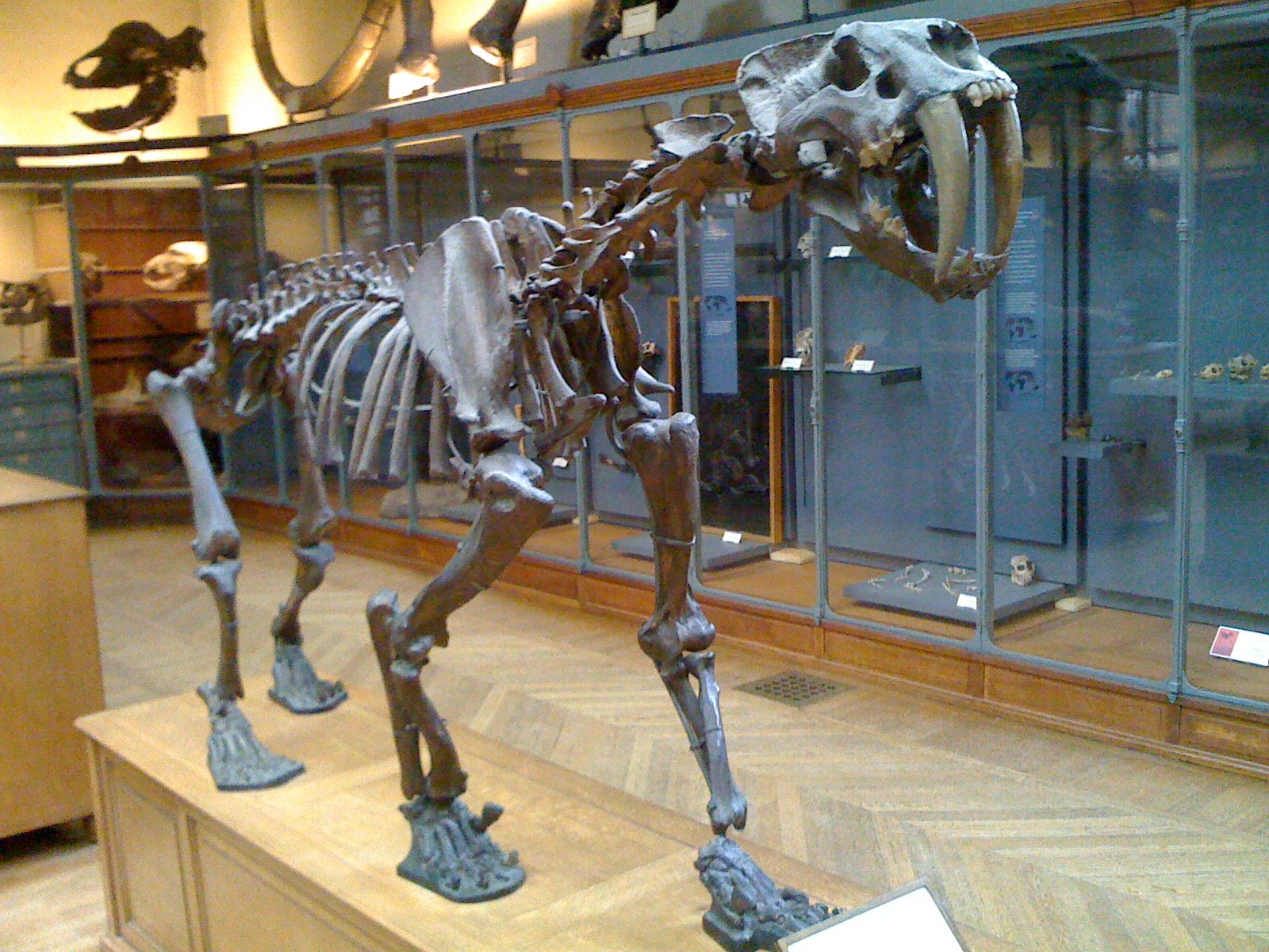 A Cat Like No Other: Unique Build and Strength (image credits: wikimedia)