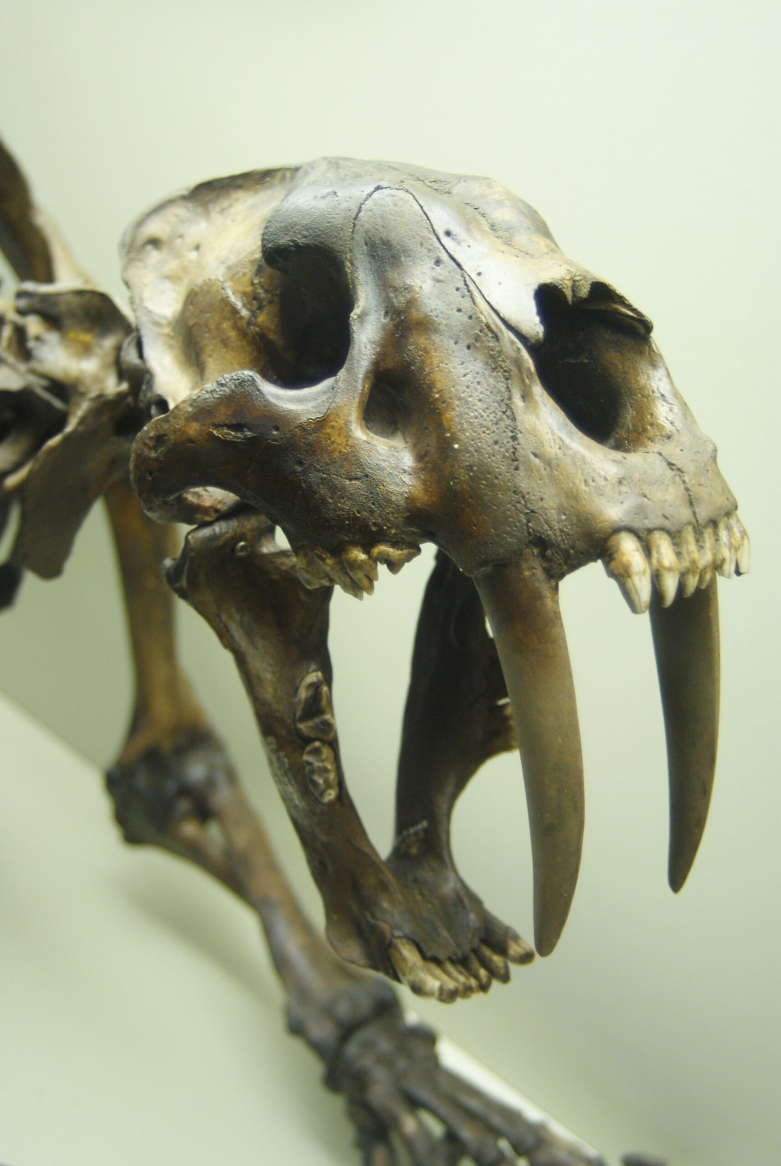 Battle Scars: Life Wasn’t Easy (image credits: wikimedia)