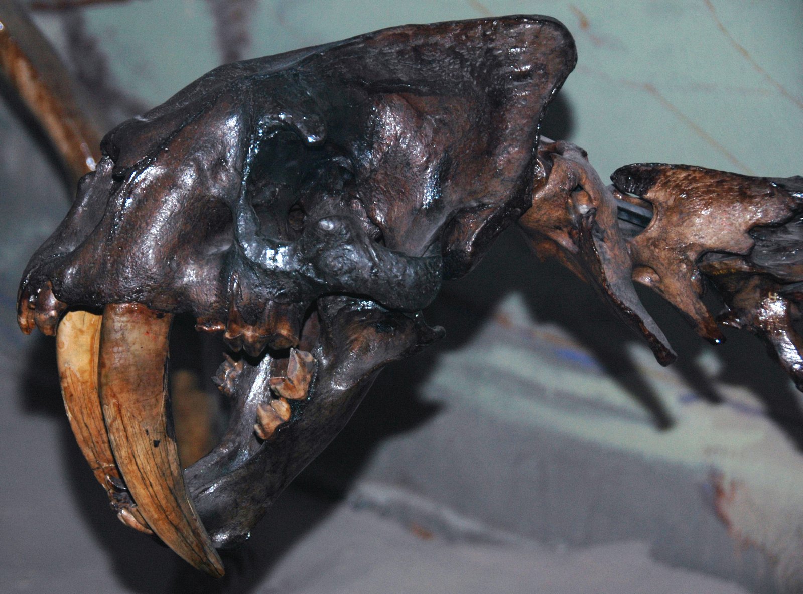 Big Teeth, Big Problems: The Downside of Specialization (image credits: wikimedia)